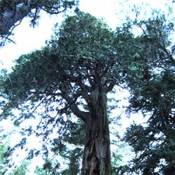 Bleak (USA-1) : Austere